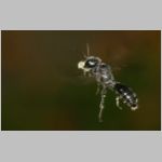 Pemphredon sp Grabwespe 13a 10mm beim Blattlauseintrag.jpg